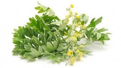 1549372_724511287592251_4737996806213266424_n